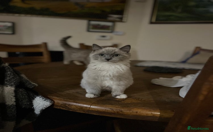 Ragdoll cats Gorgeous Tica mink ragdoll kittens ready now  - Advert 7