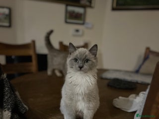 Ragdoll cats Gorgeous Tica mink ragdoll kittens ready now - Advert 16