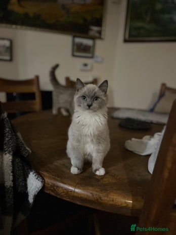 Ragdoll cats Gorgeous Tica mink ragdoll kittens ready now - Advert 7