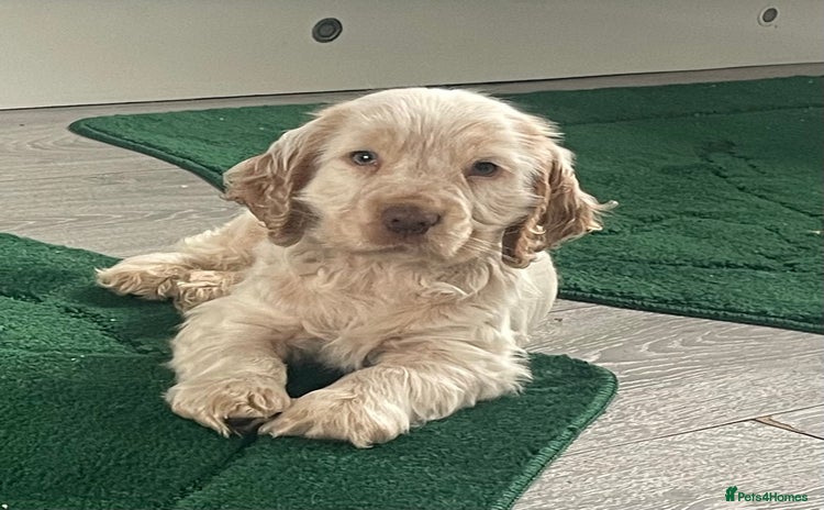 Cocker Spaniel dogs Beautiful cocker boy  - Advert 3