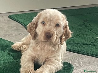 Cocker Spaniel dogs Beautiful cocker boy - Advert 13