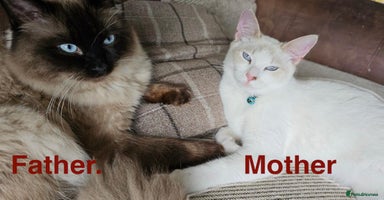 Ragdoll cats Beautiful compact ragdoll kittens for sale - Advert 1