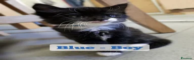 Boy - Blue