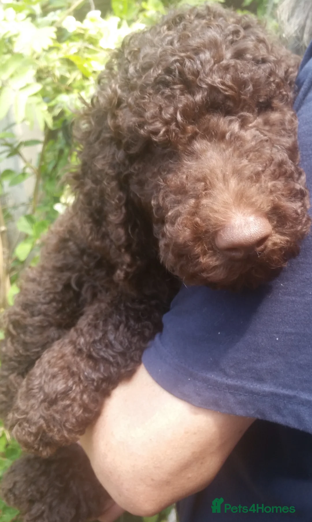 Labradoodle dogs for stud: PROVEN Healthy Labradoodle STUD - HYPOALLERGENIC   - Advert 30