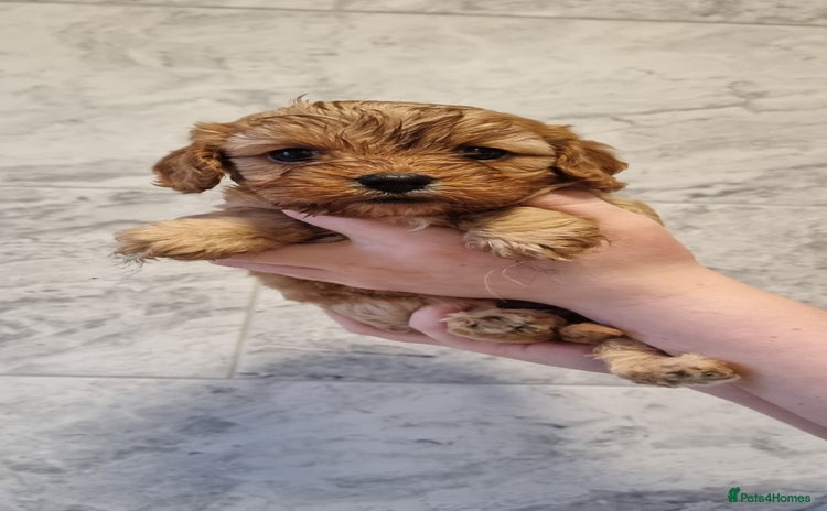 Cavapoo dogs Stunning f1 toy cavapoo girls - Advert 6