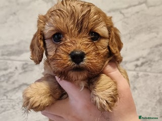 Cavapoo dogs Stunning f1 toy cavapoo girls - Advert 17