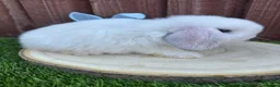 Mini Lop rabbits for sale: Beautiful purebred mini lops ready to reserve 😍 - Advert 6