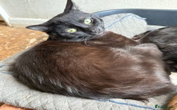 British Shorthair cats for sale: Having to downsize on cats - Image 4