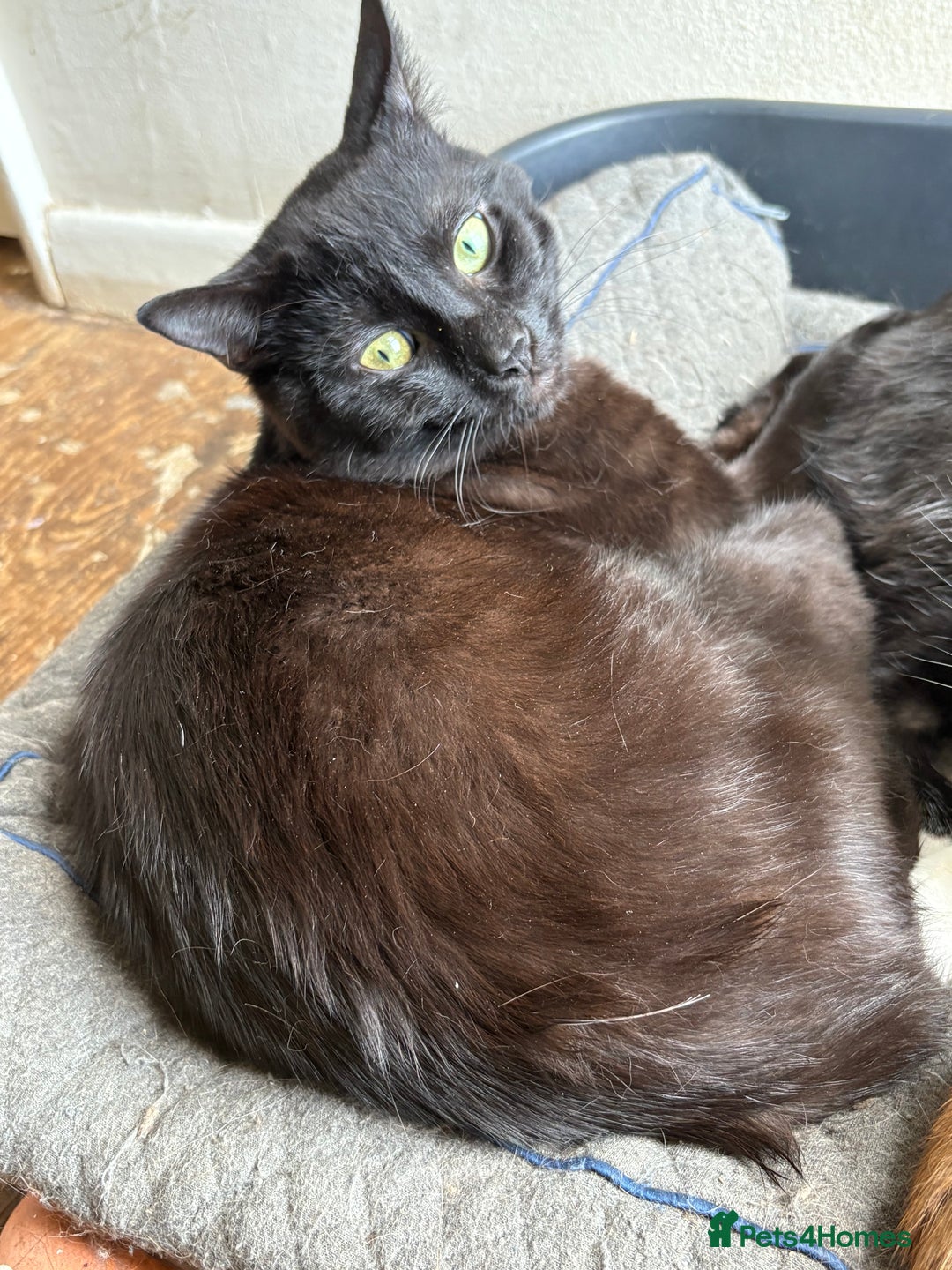 British Shorthair cats for sale: Having to downsize on cats - Image 4