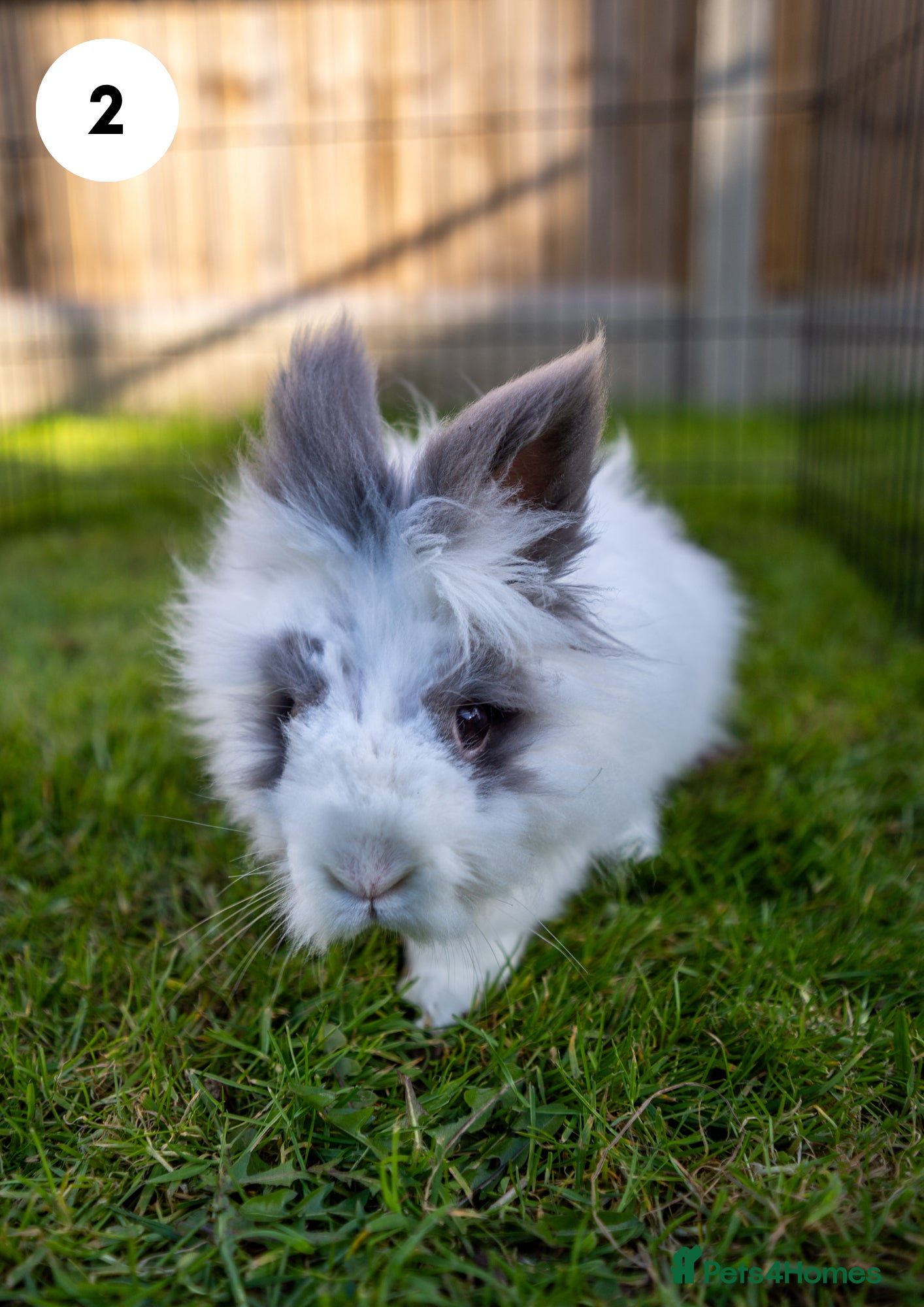 Lionhead rabbits Lionheads & Minilops - 7 Rabbits Looking for Homes - Advert 1