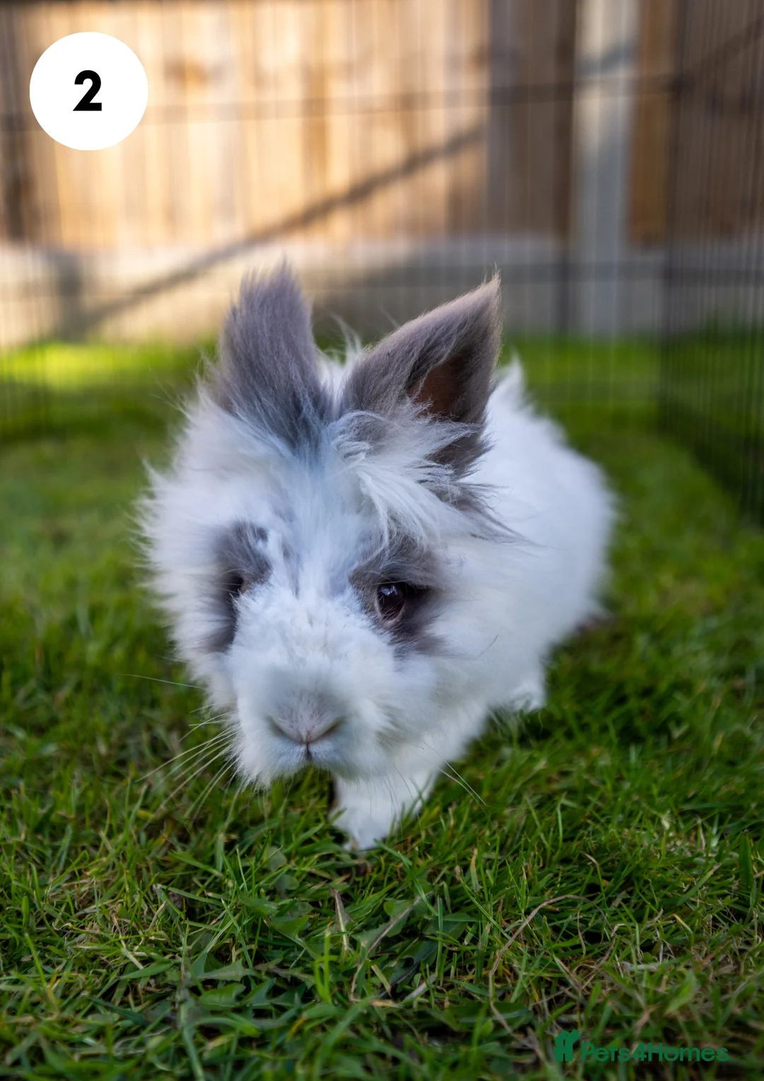 Lionhead rabbits for sale: Lionheads & Minilops - 6 Rabbits Looking for Homes - Advert 1