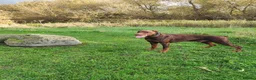Dobermann dogs for sale: Adorable Doberman puppies  - Advert 12