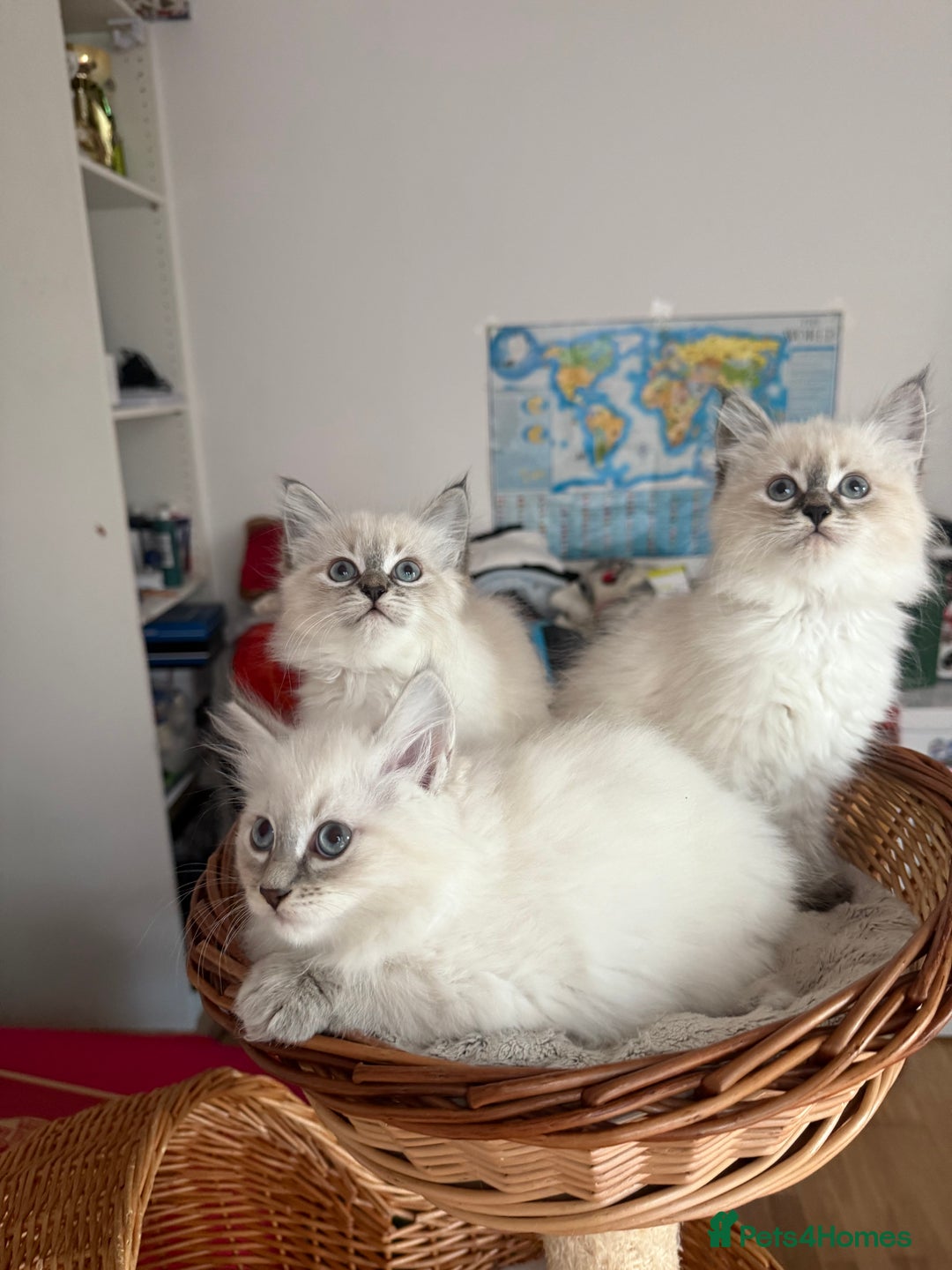 Siberian cats for sale: Hypoallergenic Siberian Neva Masquerade kittens - Advert 8