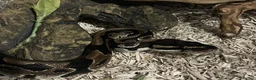 Python Snake reptiles for sale: Royal/Ball Python - with vivarium etc in Worcester - Advert 8