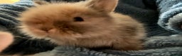 Lionhead rabbits for sale: 11 Double Maned Lionhead Babies For Sale - Advert 26
