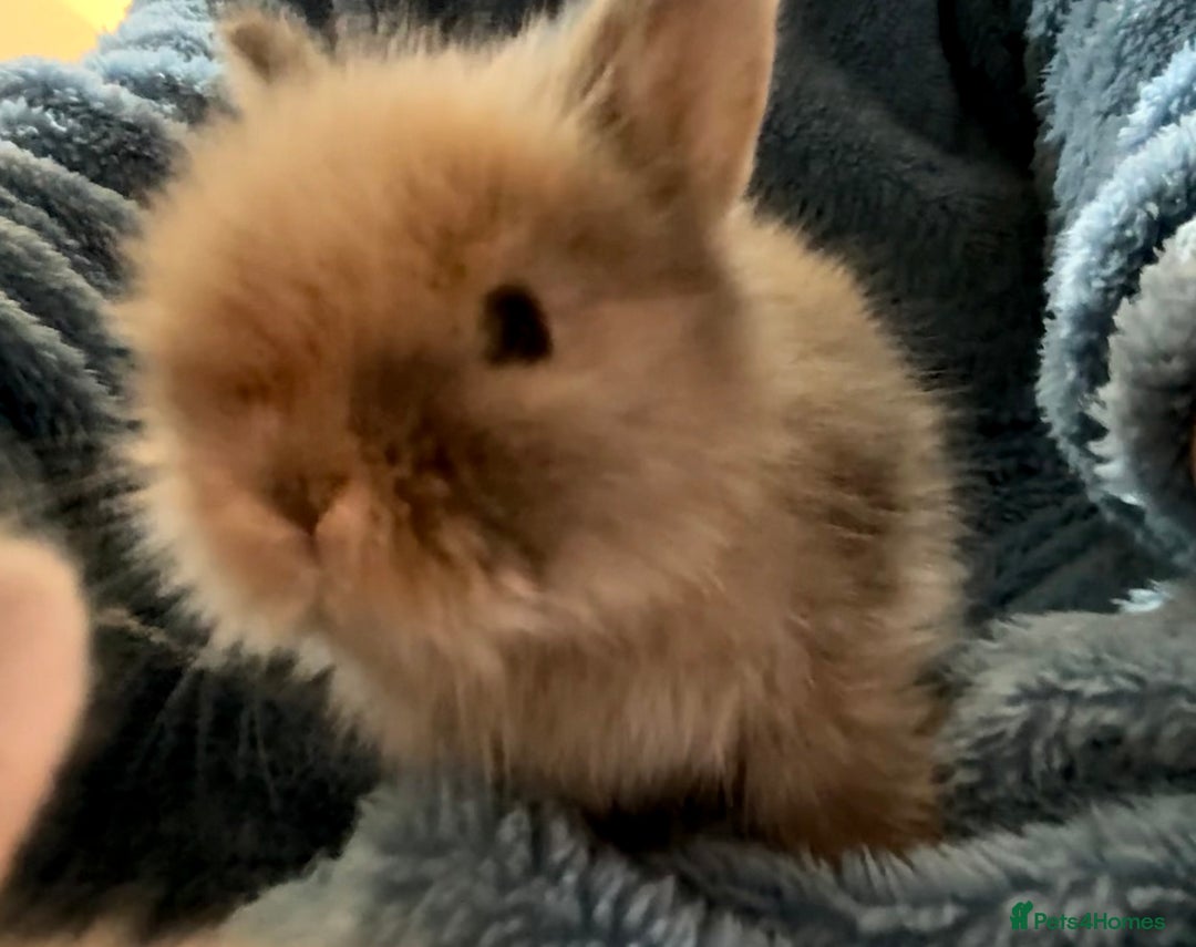 Lionhead rabbits for sale: 11 Double Maned Lionhead Babies For Sale - Advert 26