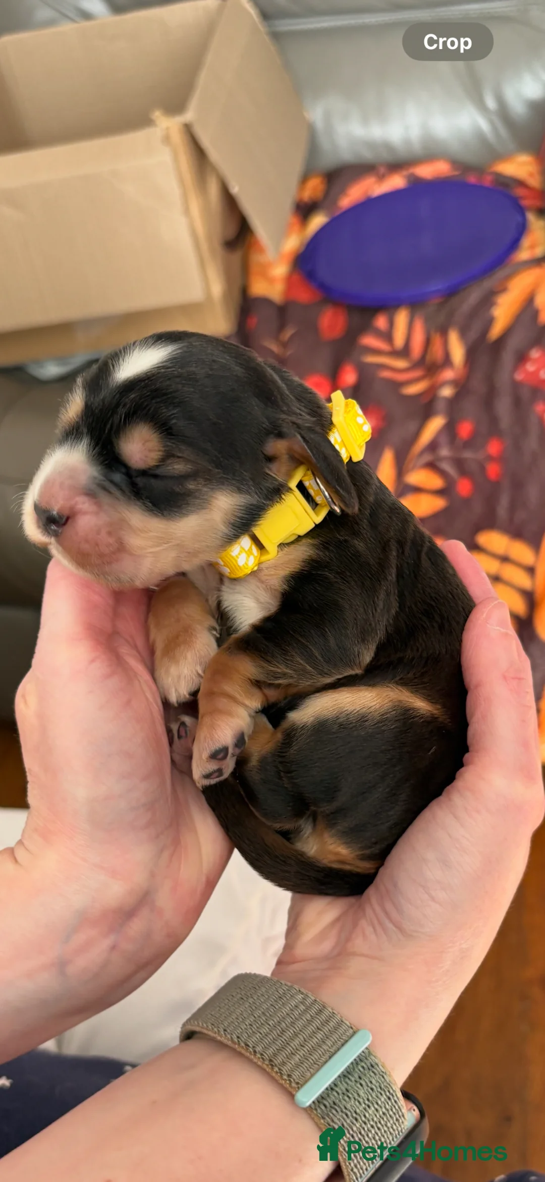 Cocker Spaniel dogs for sale: Beautiful Kc reg litter of show type cockers   - Advert 22