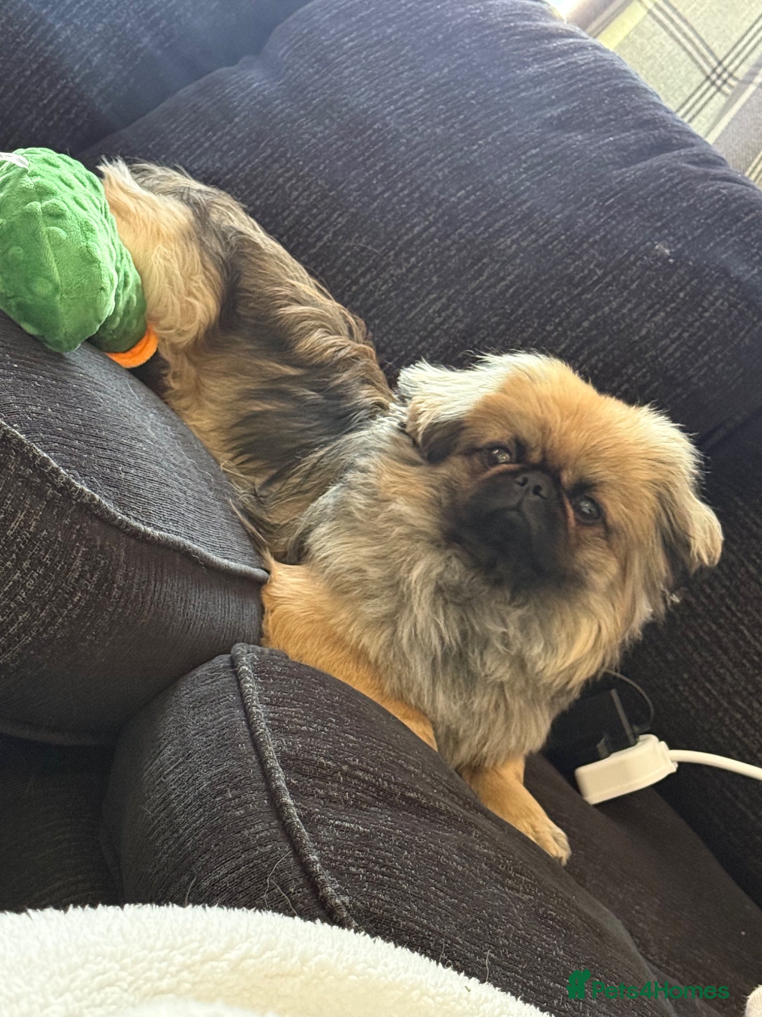 Pekingese dogs for sale: Ted is 17 months - Advert 7