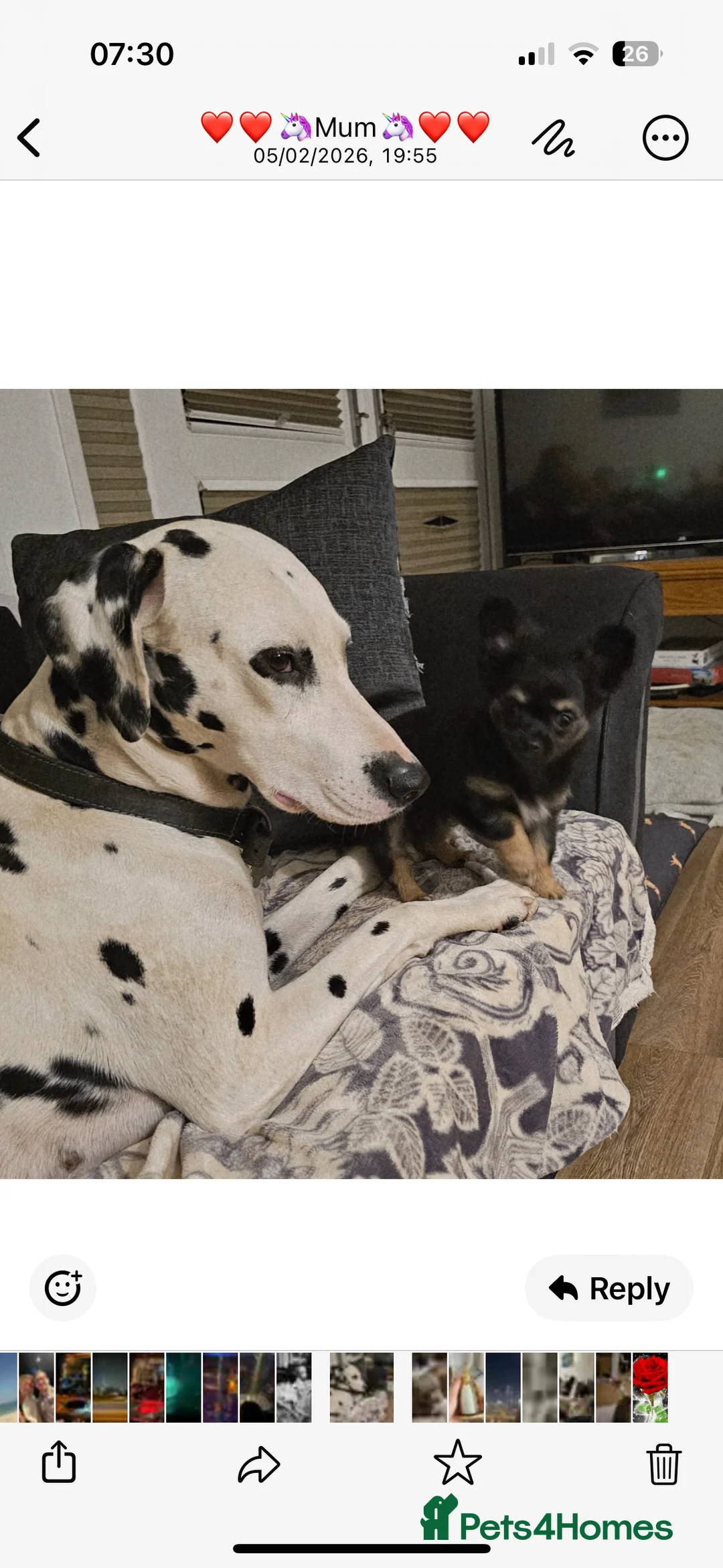 Chihuahua dogs for sale: Beautiful Black and Tan chihuahua boy  - Advert 4