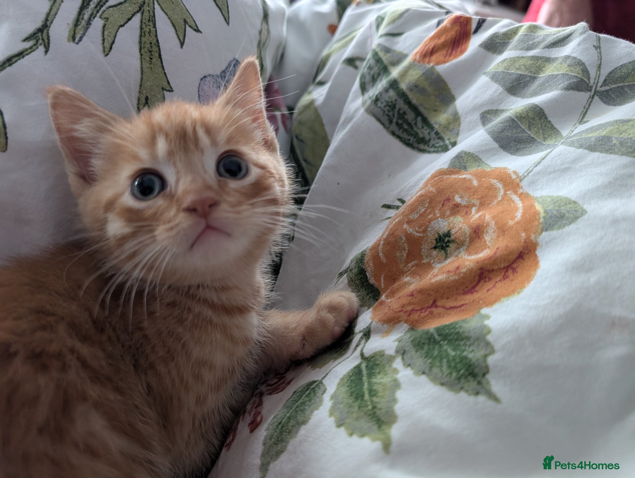 Domestic Shorthair cats Ginger beauty  - Advert 7
