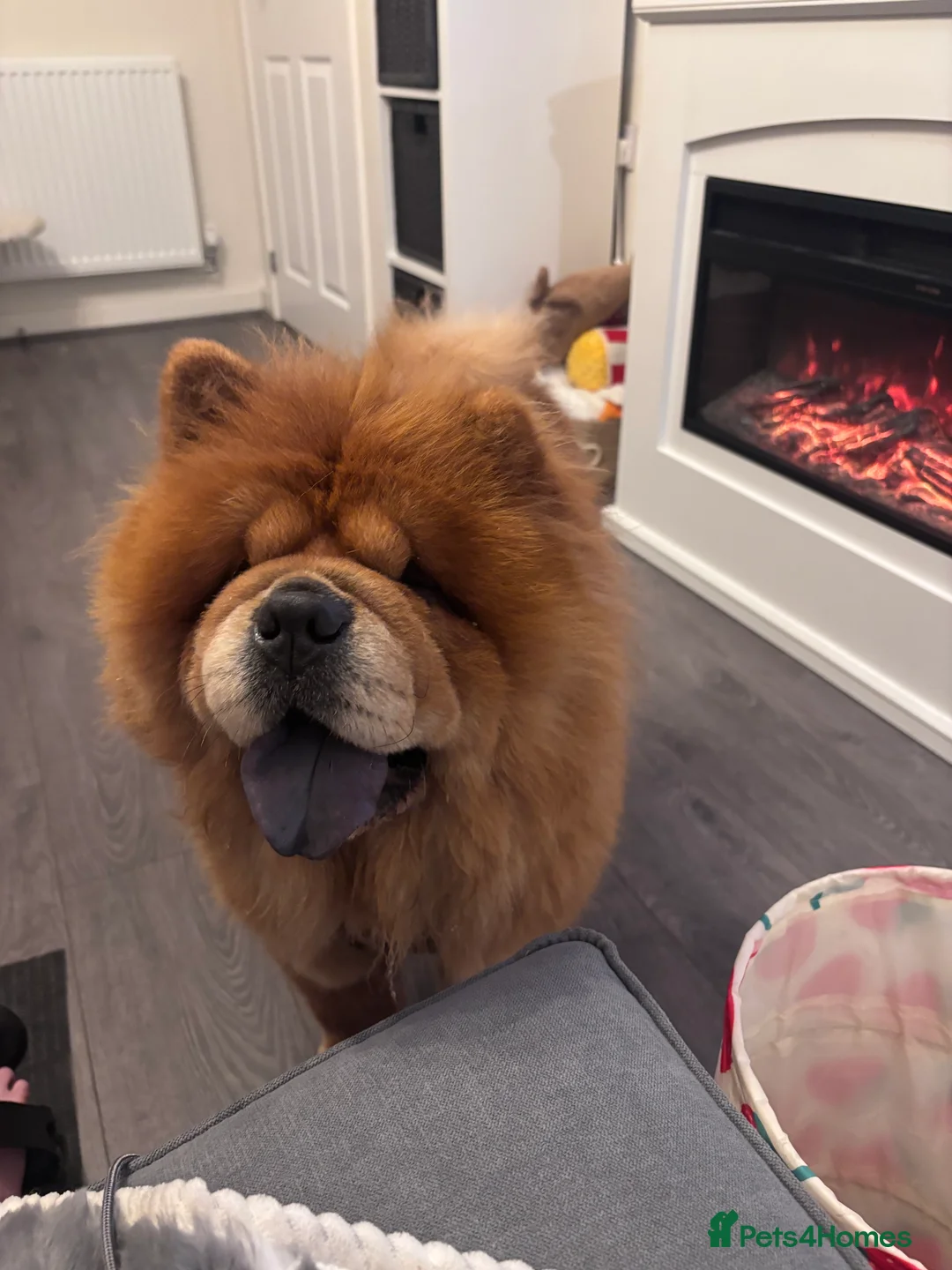 Chow Chow dogs for sale: Red Chow Chow Female - Advert 5