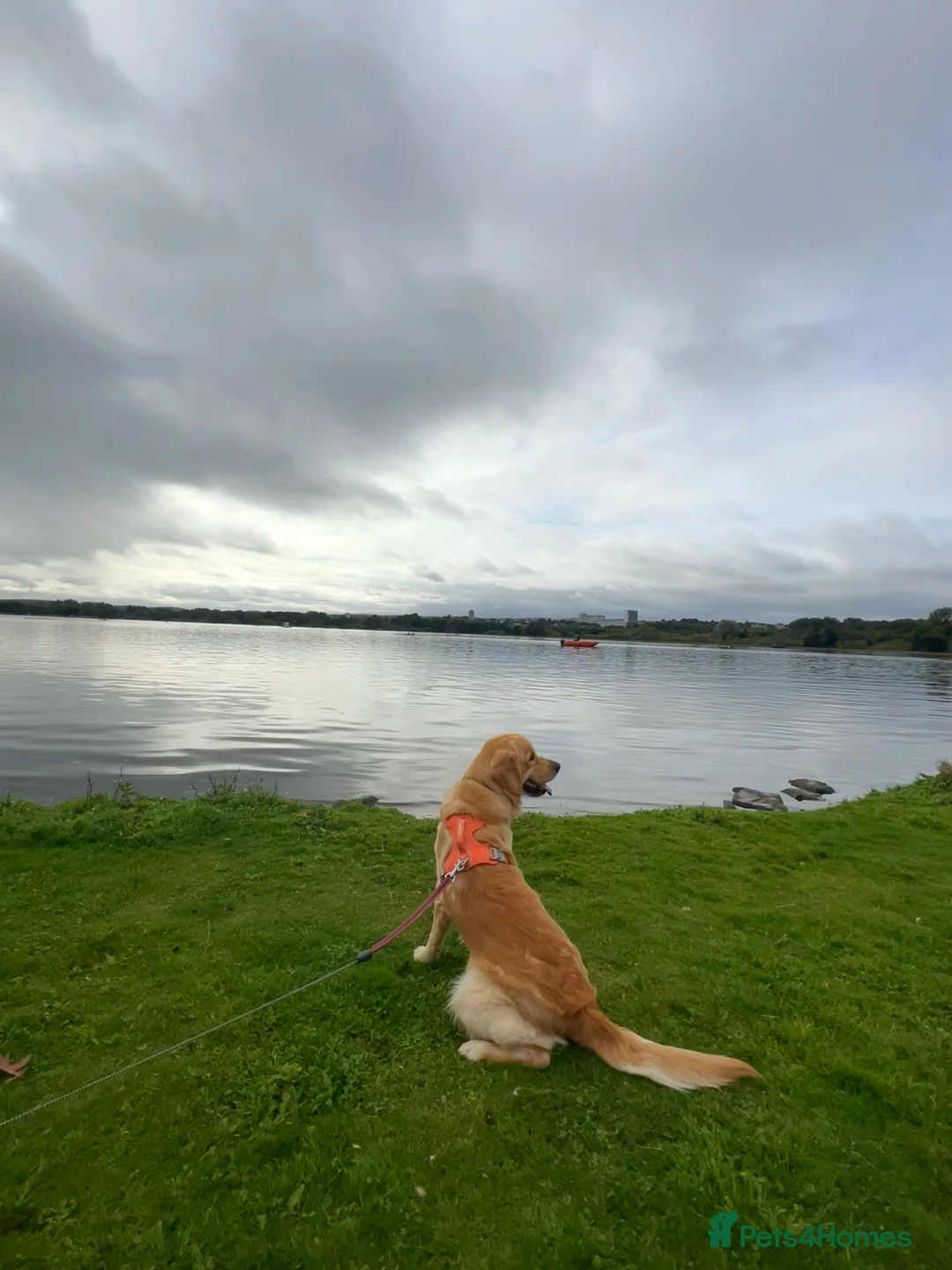 Golden Retriever dogs for sale: Golden Retriever - Seeking an Experienced Home - Advert 2