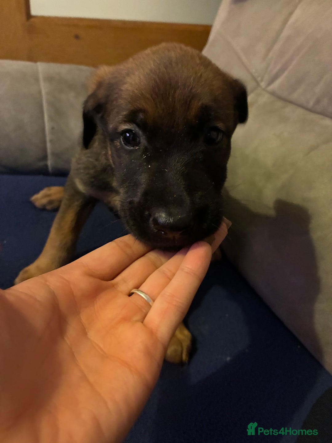 Mixed Breed dogs for sale: Doberman X Malanois  - Image 8
