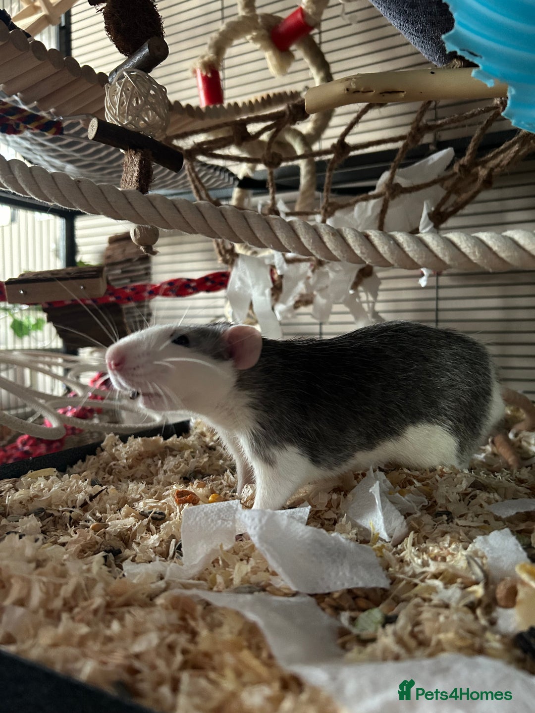 Rat rodents for sale: 3 male rats  - Image 13