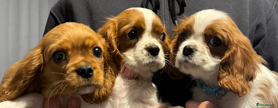 Cavalier King Charles Spaniel dogs for sale: ADORABLE HEALTH CLEAR CAVALIER KING CHARLES  - Advert 12