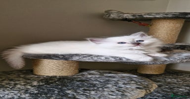 Ragdoll cats - Advert 6