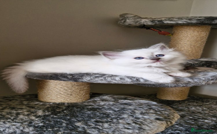 Ragdoll cats - Advert 3