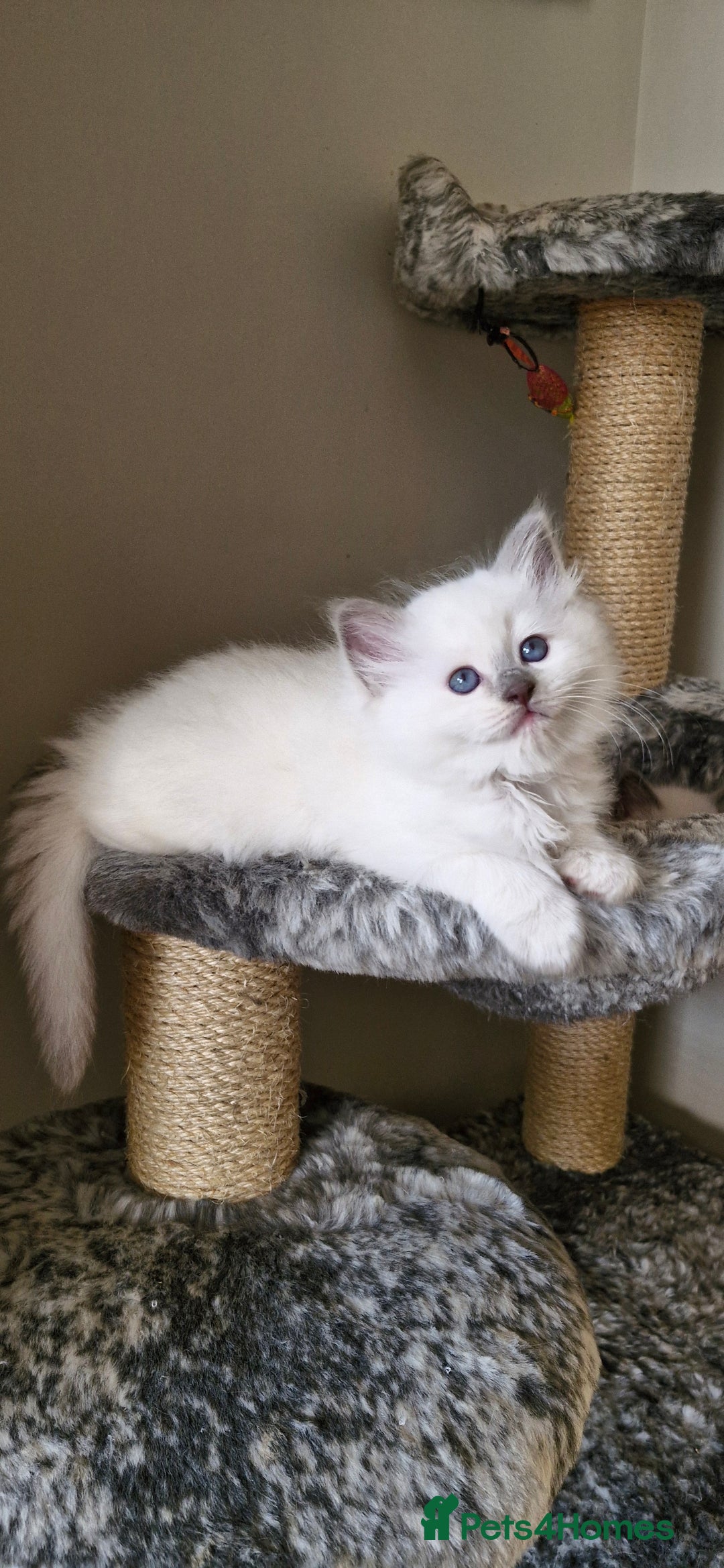 Ragdoll cats for sale: 🐾Last  Girl - Genetically clear 🐾 - Image 8
