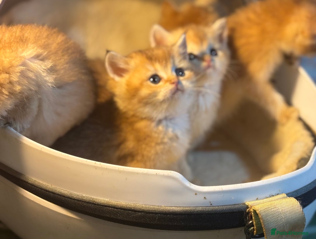 British Shorthair cats for sale: Full Pedigree Golden tipped British Shorthair - Advert 11