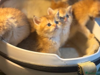 British Shorthair cats Full Pedigree Golden tipped British Shorthair - Advert 12