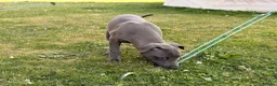 Whippet dogs for sale: Male whippet pup  - Advert 4