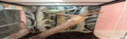 Frog reptiles for sale: White tree frog for sale in Manchester - Advert 2
