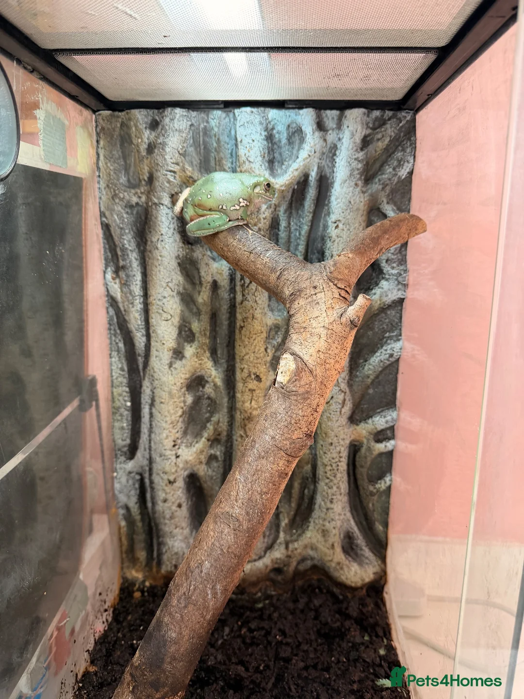 Frog reptiles for sale: White tree frog for sale in Manchester - Advert 2