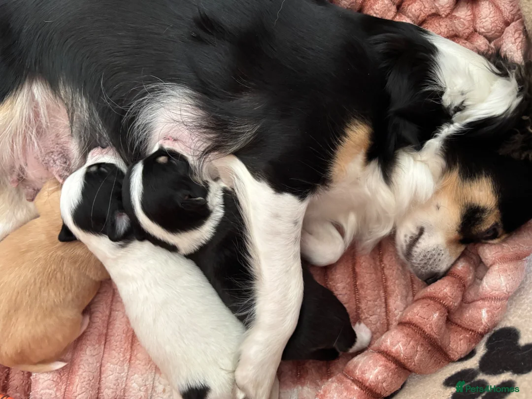 Chihuahua dogs for sale: Chihuahua Puppies For Sale! - Advert 2