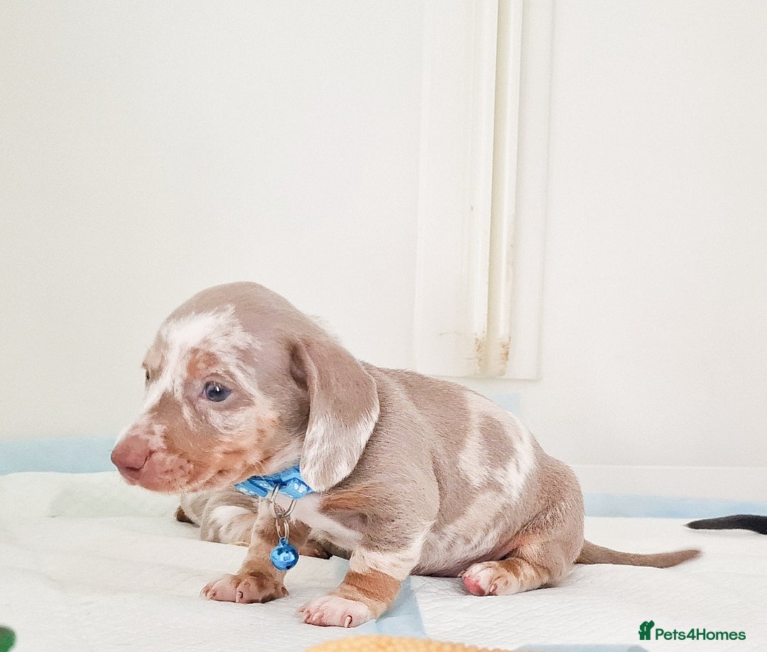 Dachshund dogs for sale: ISABELLA DAPPLE FEMALES AVAILABLE  - Image 4