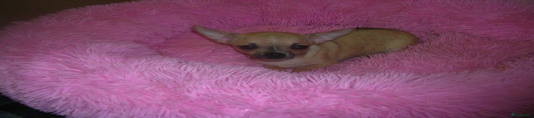 Chihuahua Puppy 2 Max