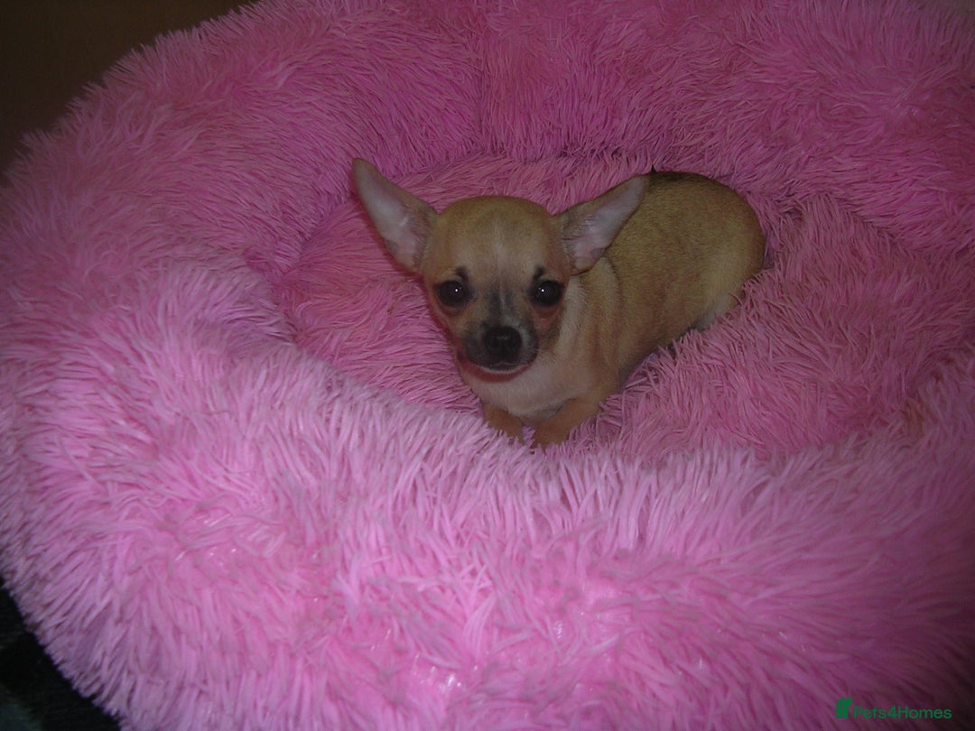 Chihuahua dogs for sale: Full Breed Chihuahua puppies - Image 4
