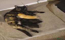 British Shorthair cats for sale: Cute kittens  - Image 1