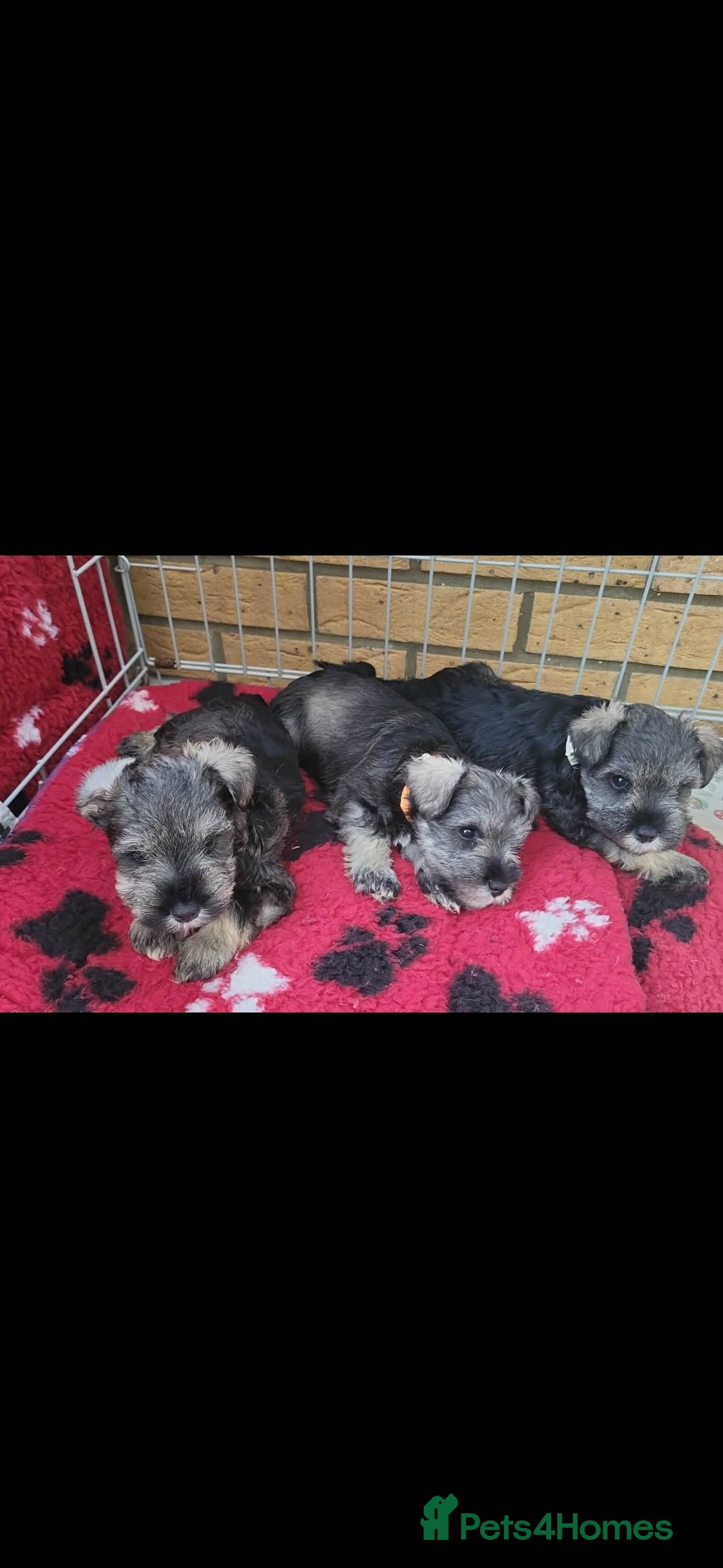 Miniature Schnauzer dogs for sale: miniature schnauzer  - Advert 13