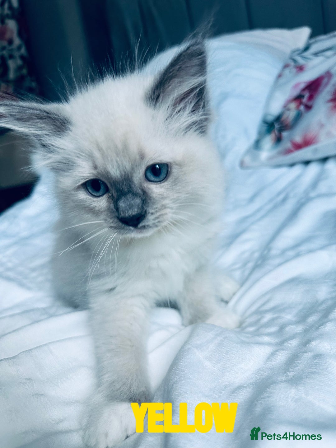 Ragdoll cats for sale: 4 Adorable kittens for sale 🩵🩵 - Image 5