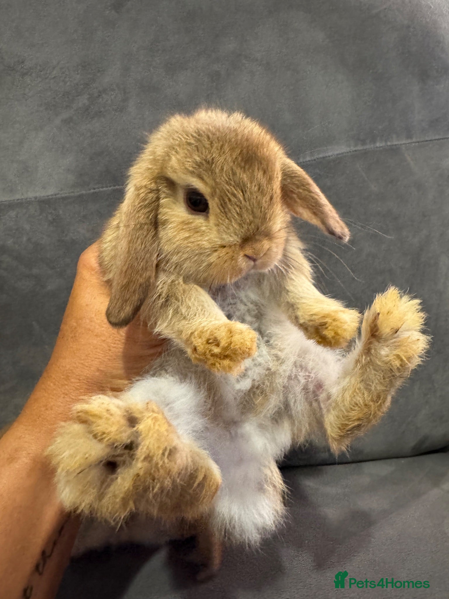 Mini Lop rabbits Mini Lop Show Bunny Sisters (Pair) - Advert 1