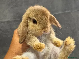 Mini Lop rabbits Mini Lop Show Bunny Sisters (Pair) - Advert 1