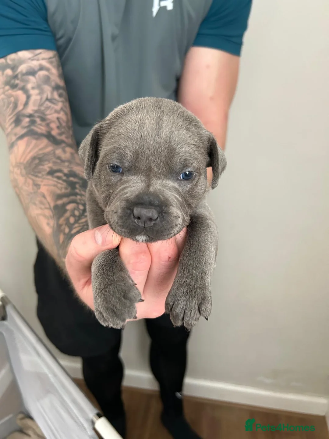 Staffordshire Bull Terrier dogs for sale: Staffordshire bull terrier  dogs blue staffs  - Advert 18