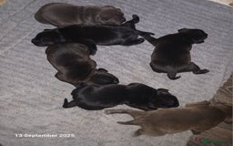 Staffordshire Bull Terrier dogs for sale: Beautiful Staffordshire Bull pups  - Image 4