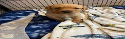 Labrador Retriever dogs for sale: Fox red Labrador  - Advert 8