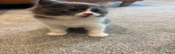 Mixed Breed cats for sale: Gorgeous ragdoll mixed breed  in Pontefract - Advert 12